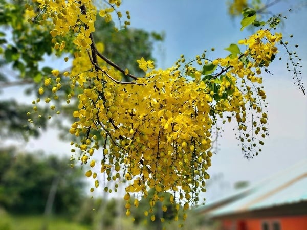 ดอกราชพฤกษ์