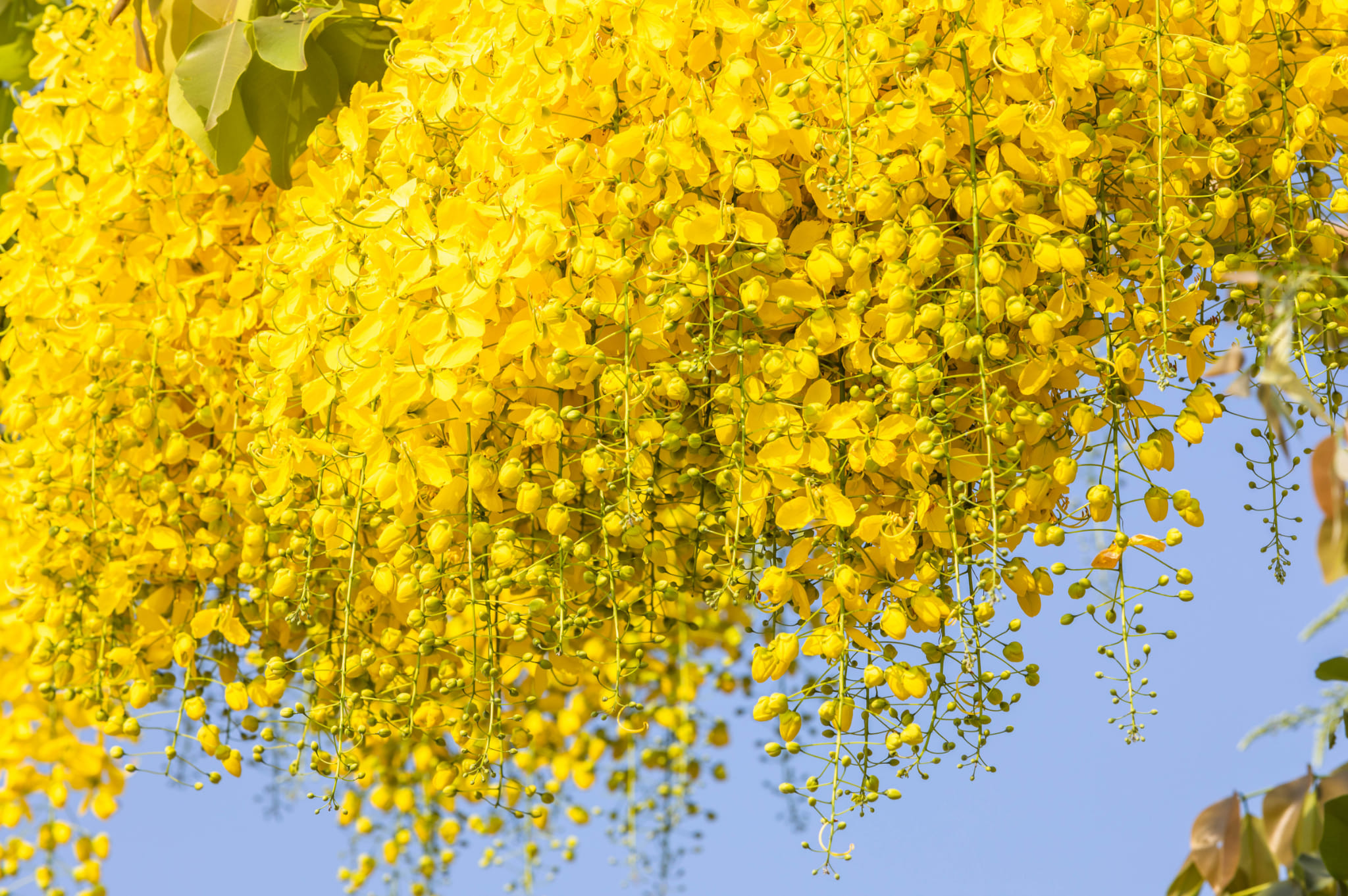 ดอกราชพฤกษ์