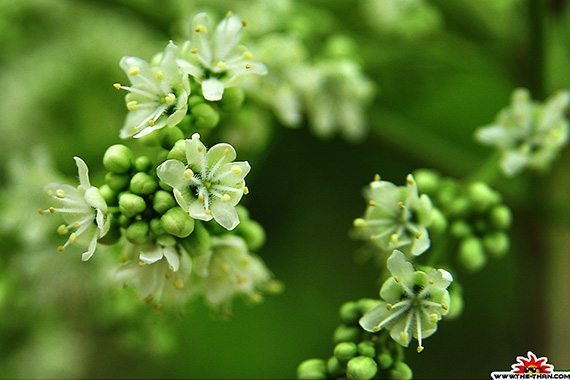 ดอกขี้หนอน