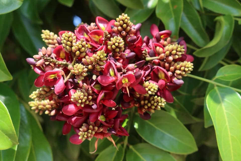 ต้นแซะต้นไม้ประจำจังหวัดนครศรีธรรมราช