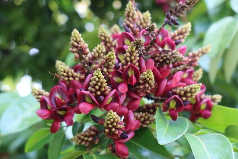 ต้นแซะต้นไม้ประจำจังหวัดนครศรีธรรมราช