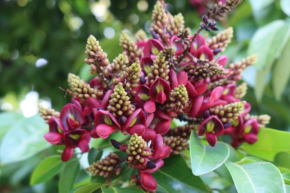 ต้นแซะต้นไม้ประจำจังหวัดนครศรีธรรมราช