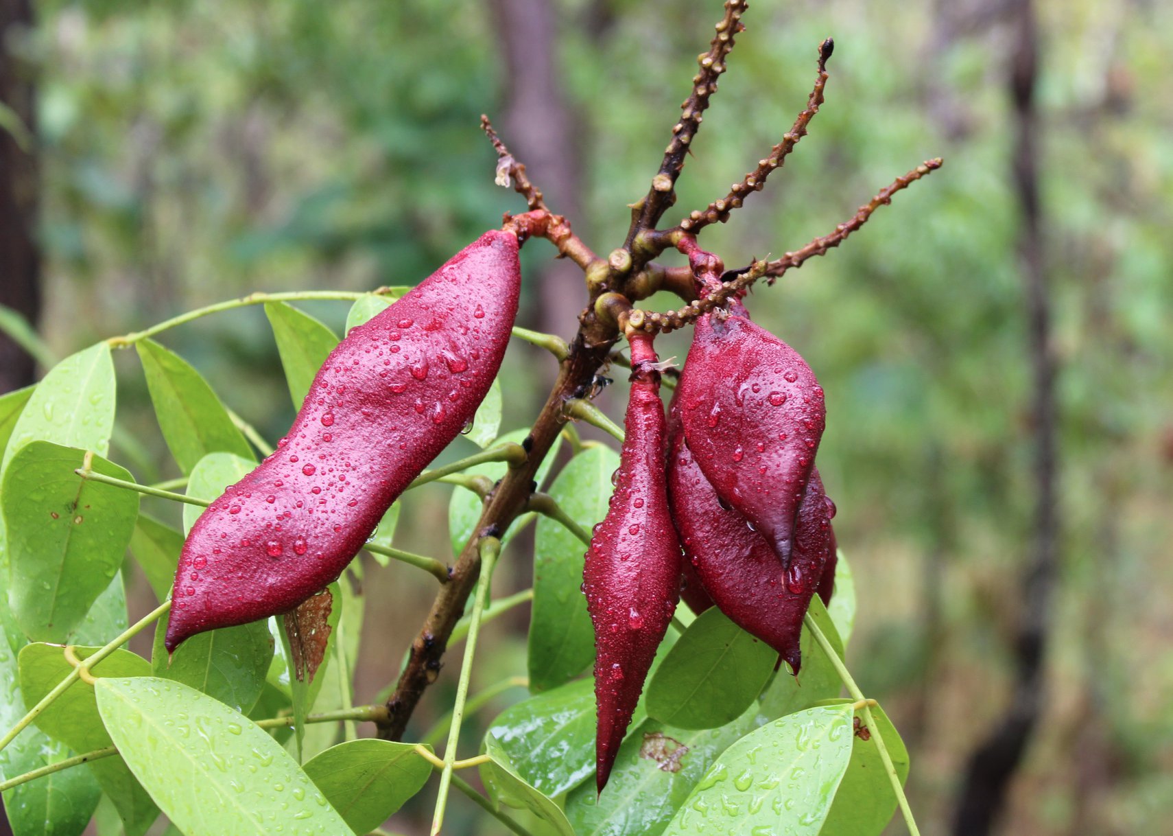 ต้นแซะต้นไม้ประจำจังหวัดนครศรีธรรมราช