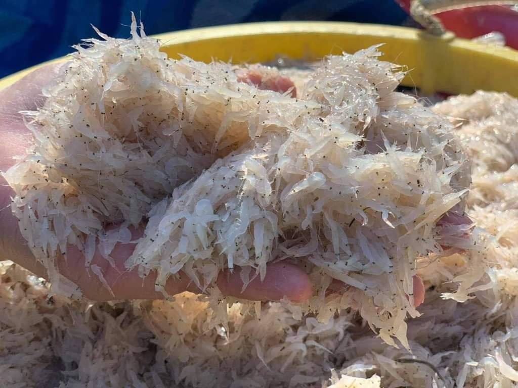 กุ้งเคย