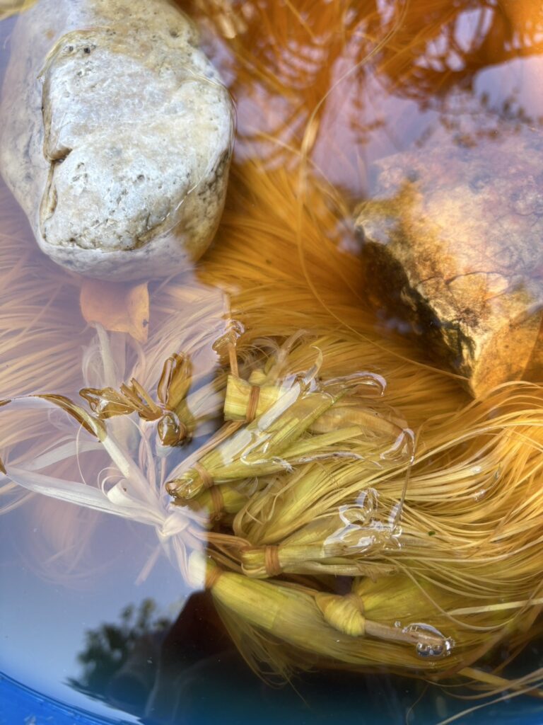 แช่เส้นลาน