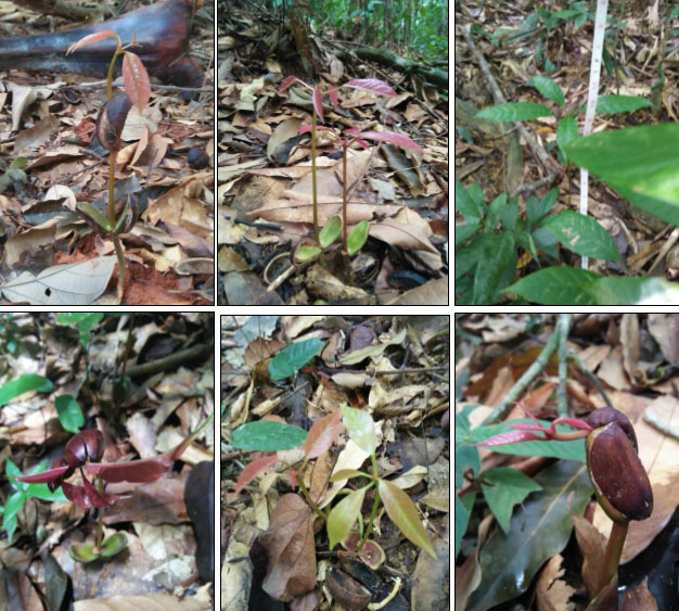 ลูกประ งอก