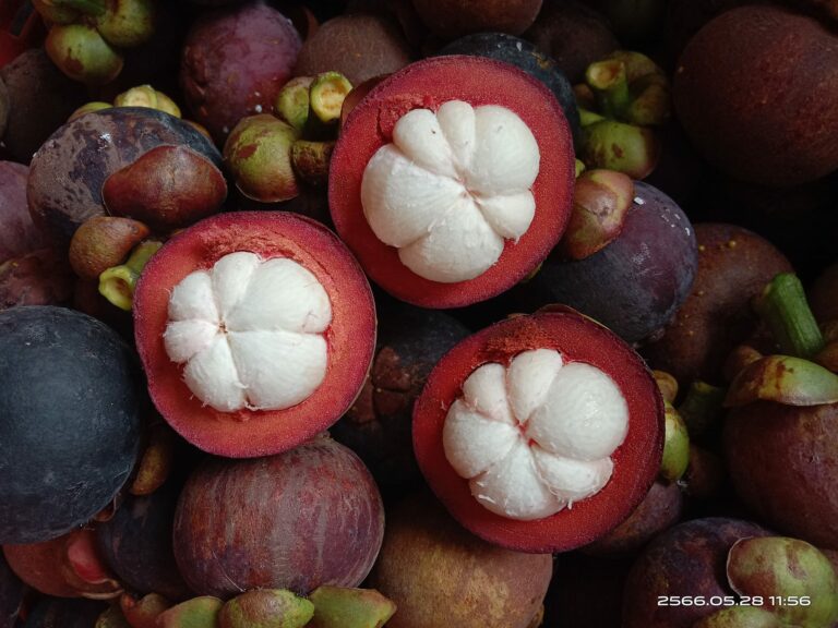 Read more about the article “มังคุด” ราชินีผลไม้ ของดีที่นครศรีธรรมราช