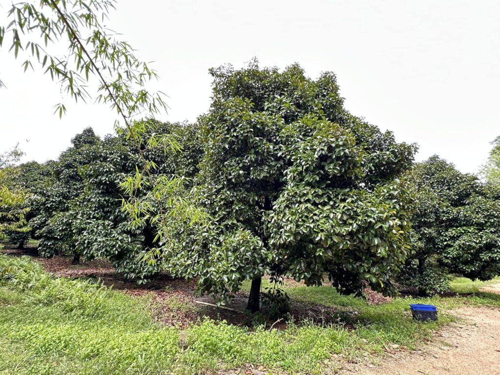 ต้นมังคุด