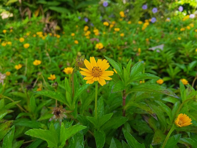 Read more about the article กระดุมทอง : ไม้เลื้อยดอกสีเหลือง