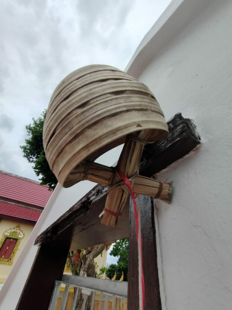 หมาตักน้ำ_หมาจาก