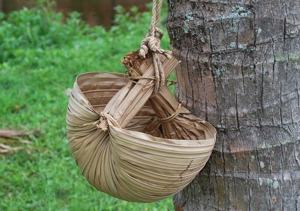 หมาตักน้ำ