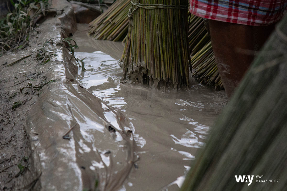 กระจูด12