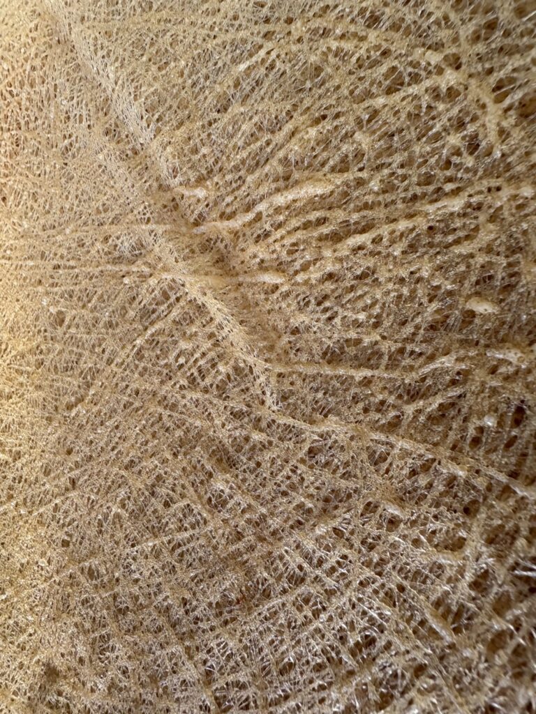 ลาวัดเท