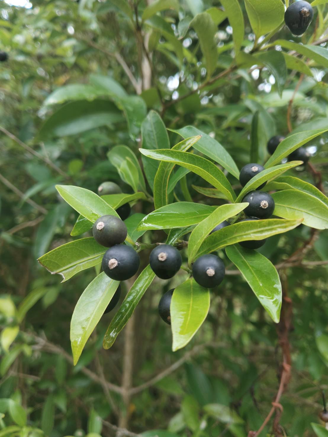 อุทยานแห่งชาติหาดขนอม–หมู่เกาะทะเลใต้