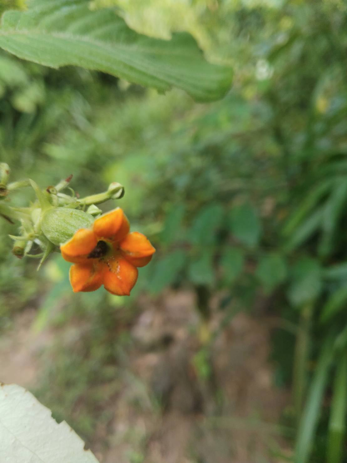 อุทยานแห่งชาติหาดขนอม–หมู่เกาะทะเลใต้