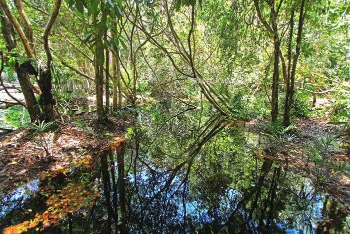 Read more about the article ป่าพรุควนเคร็ง พื้นที่ชุ่มน้ำขนาดใหญ่ที่เชื่อมพื้นที่ 3 จังหวัดภาคใต้