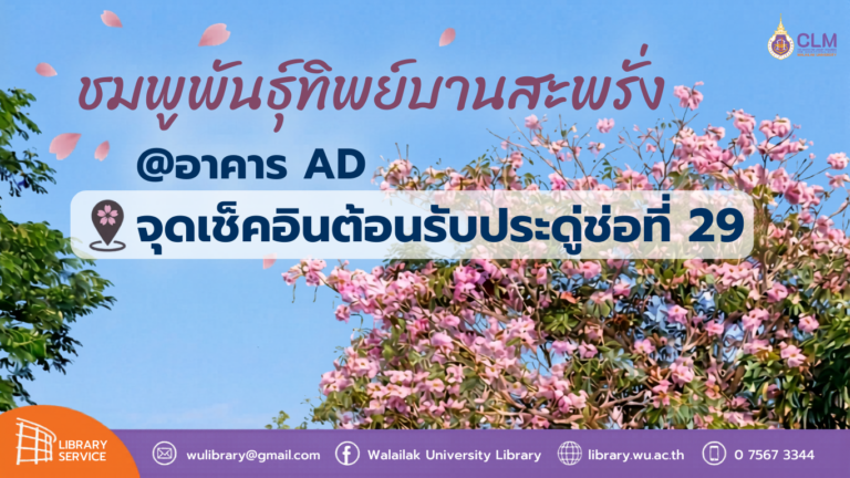 ชมพูพันธุ์ทิพย์บานสะพรั่ง ณ อาคาร AD จุดเช็คอินต้อนรับประดู่ช่อที่ 29